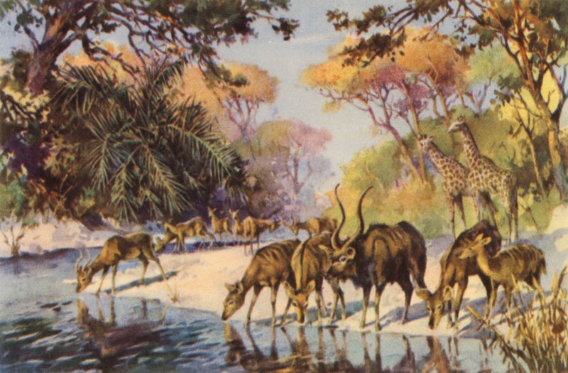 África do Sul: Parque Nacional Kruger, Transvaal (litografia a cores) de Charles Ernest Peers