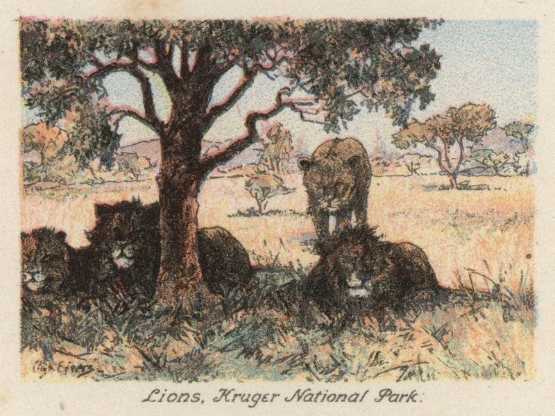 África do Sul: Leões, Parque Nacional Kruger (litografia a cores) de Charles Ernest Peers