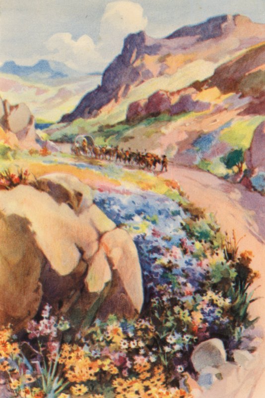África do Sul: Flores de Namaqualand (litografia a cores) de Charles Ernest Peers