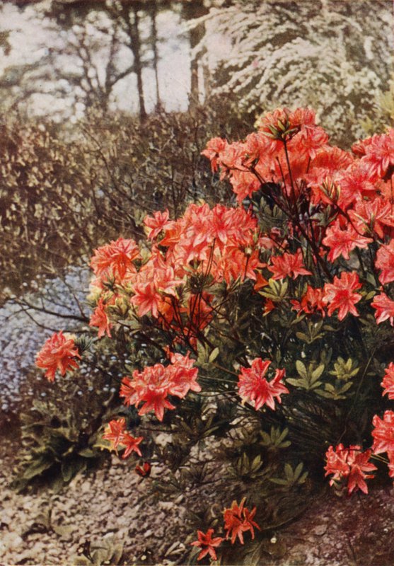 Um Bush de Hardy Azalea (foto a cores) de Charles Essenhigh Corke
