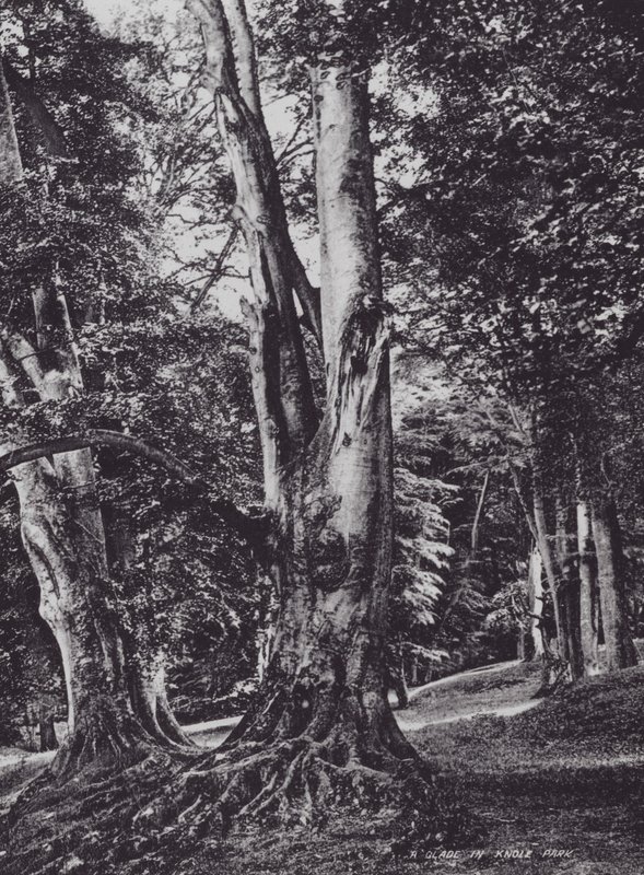 Um Glade in Knole Park (foto a p/b) de Charles Essenhigh Corke