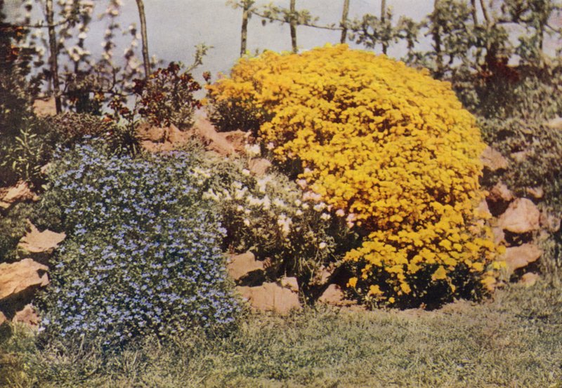 Uma Muralha Rochosa, Aubrietia, Sun Rose, Yellow Alyssum (foto a cores) de Charles Essenhigh Corke