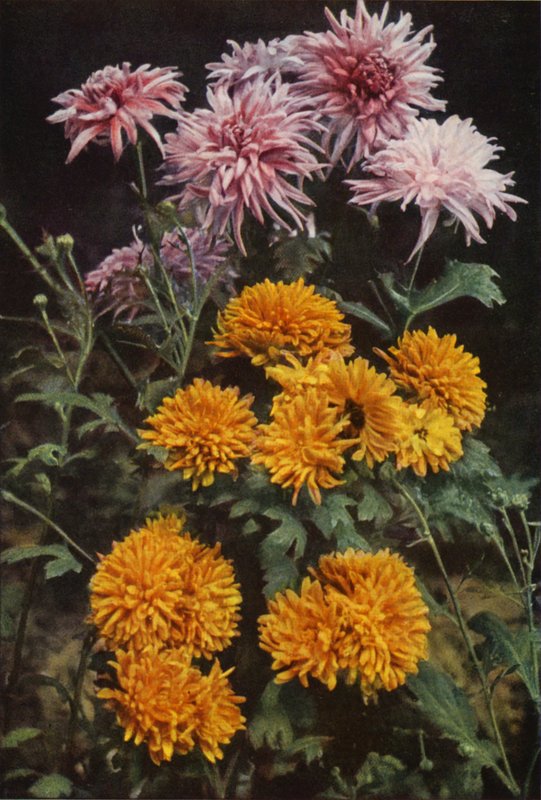 Crisântemos de fronteira (foto a cores) de Charles Essenhigh Corke