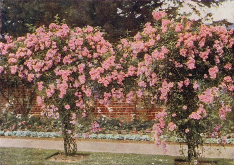 Rose Lady Godiva trepadora (foto a cores) de Charles Essenhigh Corke