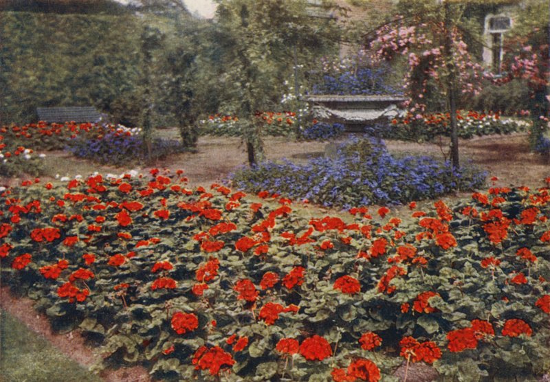 Geranium Paul Crampel e Outras Flores de Verão (foto a cores) de Charles Essenhigh Corke