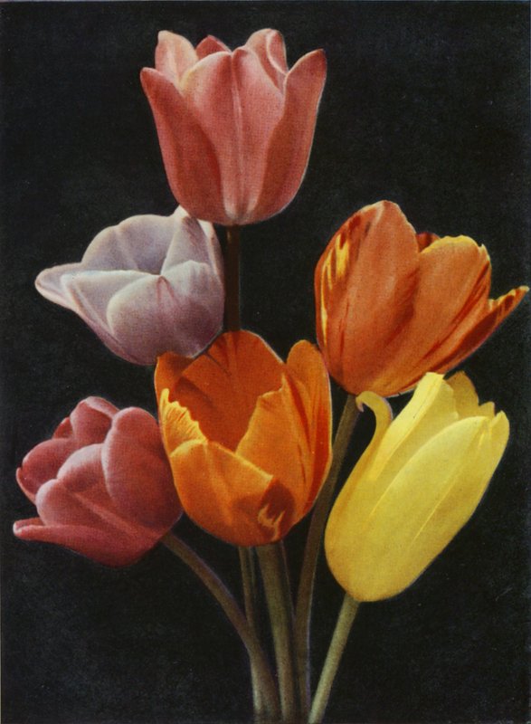 Tulipas floridas de maio (foto colorida) de Charles Essenhigh Corke