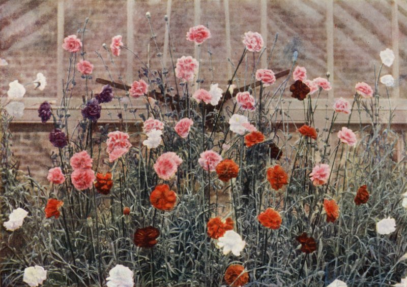Cravos de floração perpétua (foto colorida) de Charles Essenhigh Corke