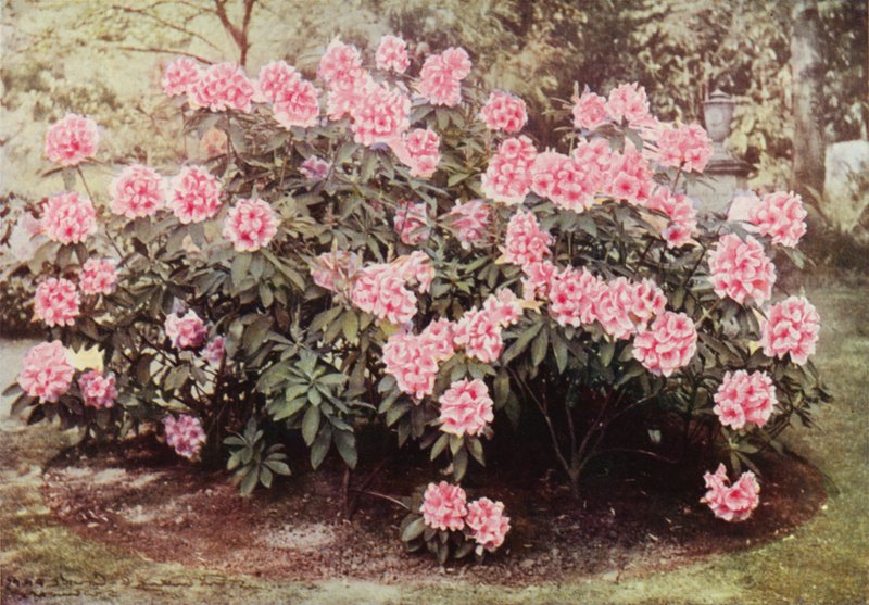 Rhododendron Pink Pearl, em "The Heights", Witley, a Residência da Sra. Farnham (foto a cores) de Charles Essenhigh Corke