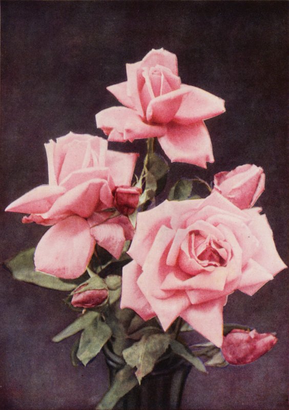 Rose Lady Ashtown (foto a cores) de Charles Essenhigh Corke