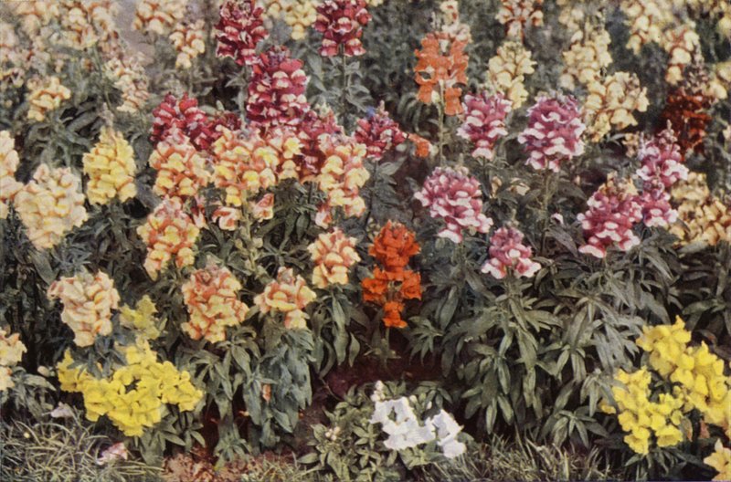 Snapdragons (fotografia a cores) de Charles Essenhigh Corke