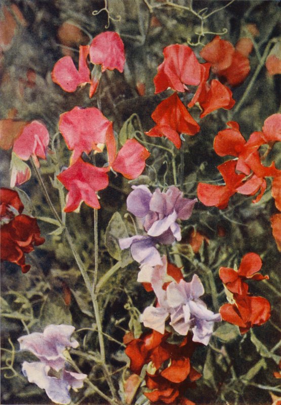 Algumas ervilhas doces modernas (foto a cores) de Charles Essenhigh Corke