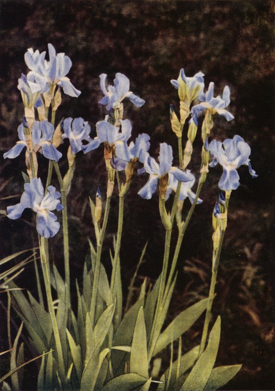 The Flag Iris (foto colorida) de Charles Essenhigh Corke