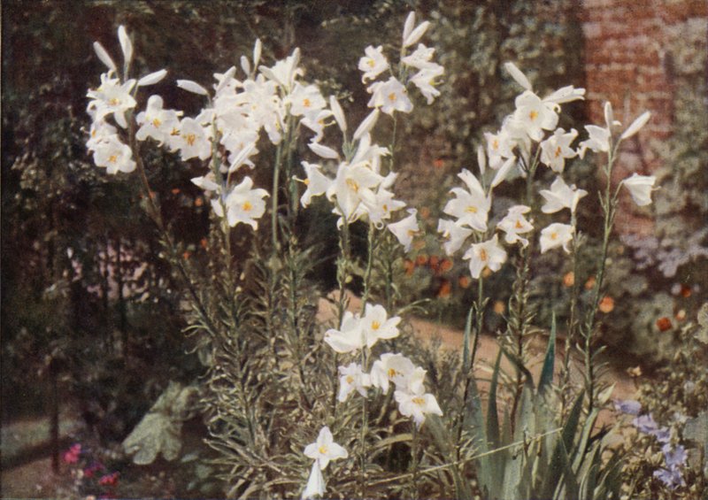 A Madonna Lily, Lilium candidum (foto a cores) de Charles Essenhigh Corke