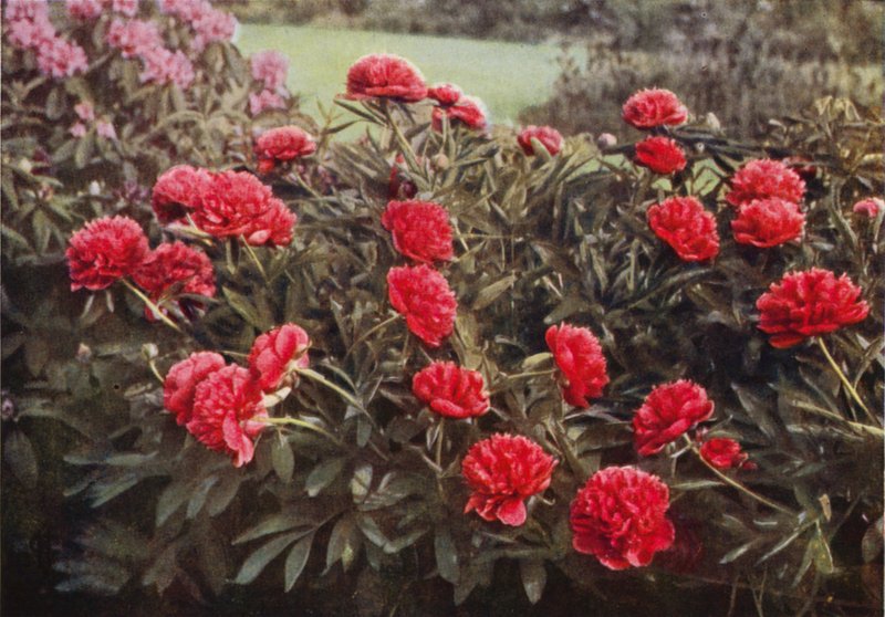 O Antigo Duplo Paeony Carmesim (foto a cores) de Charles Essenhigh Corke