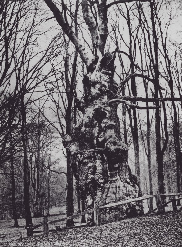 The Old Oak, Knole Park (foto a p/b) de Charles Essenhigh Corke