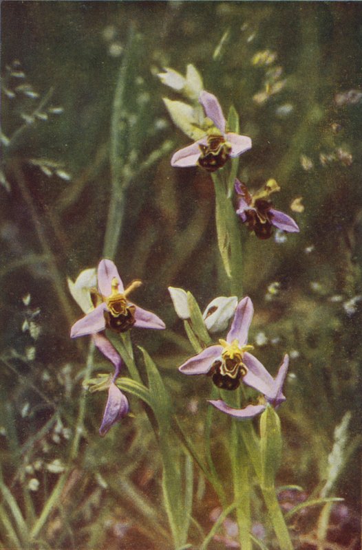 Flores silvestres: Orquídea Abelha (foto a cores) de Charles Essenhigh Corke
