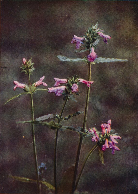 Flores silvestres: Betony (foto colorida) de Charles Essenhigh Corke