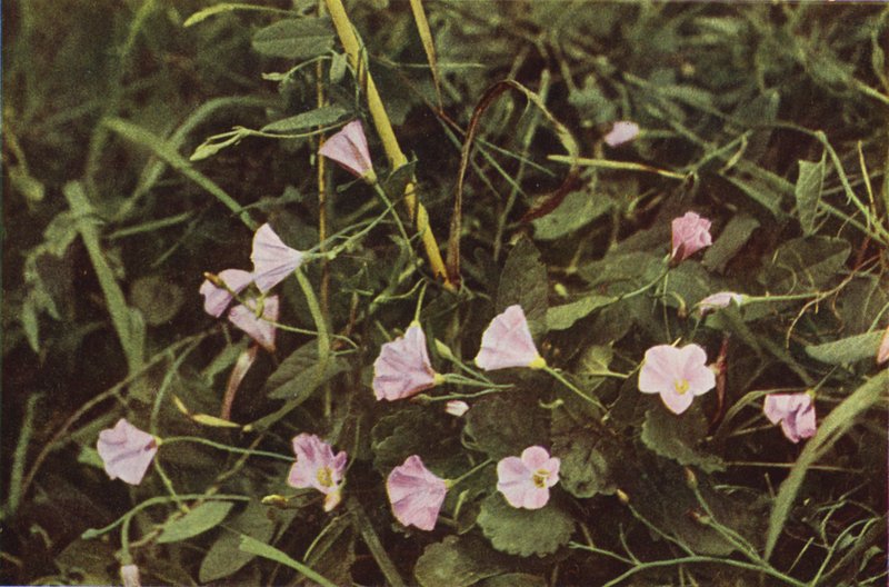 Flores silvestres: trepadeira (foto colorida) de Charles Essenhigh Corke