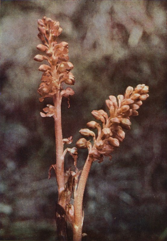 Flores silvestres: Orquídea de ninho de pássaro (foto colorida) de Charles Essenhigh Corke