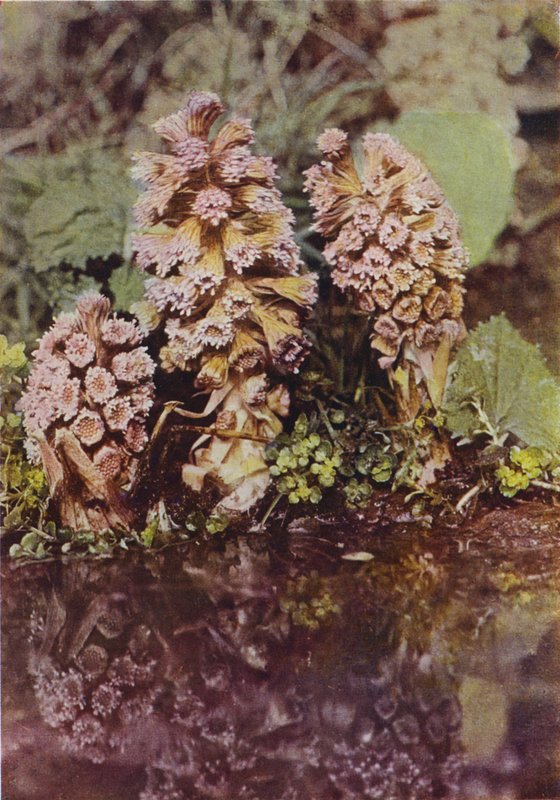 Flores silvestres: Bitterbur (foto a cores) de Charles Essenhigh Corke