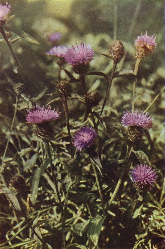 Flores silvestres: Black Knapweed (foto colorida) de Charles Essenhigh Corke
