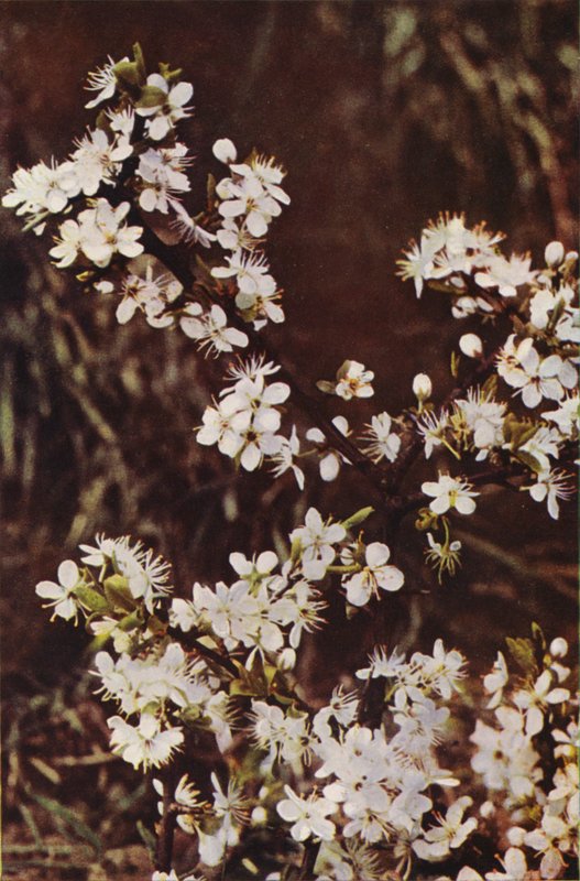 Flores silvestres: Espinheiro negro (foto a cores) de Charles Essenhigh Corke