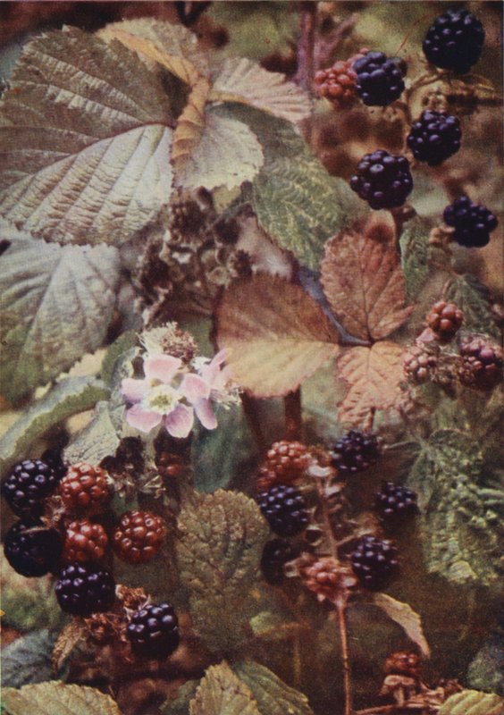 Flores silvestres: Bramble (foto colorida) de Charles Essenhigh Corke