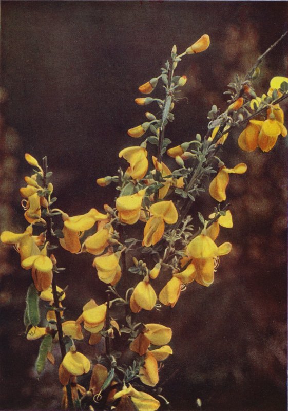 Flores silvestres: Vassoura (foto a cores) de Charles Essenhigh Corke