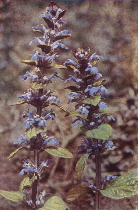 Flores silvestres: Clarim (foto colorida) de Charles Essenhigh Corke