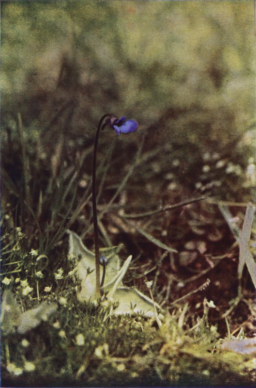 Flores silvestres: Manteiga (foto a cores) de Charles Essenhigh Corke