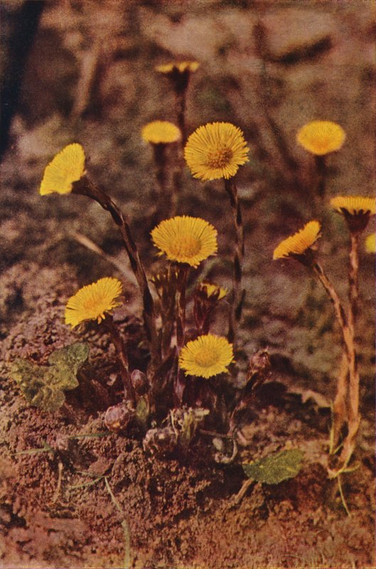 Flores silvestres: Coltsfoot (foto a cores) de Charles Essenhigh Corke
