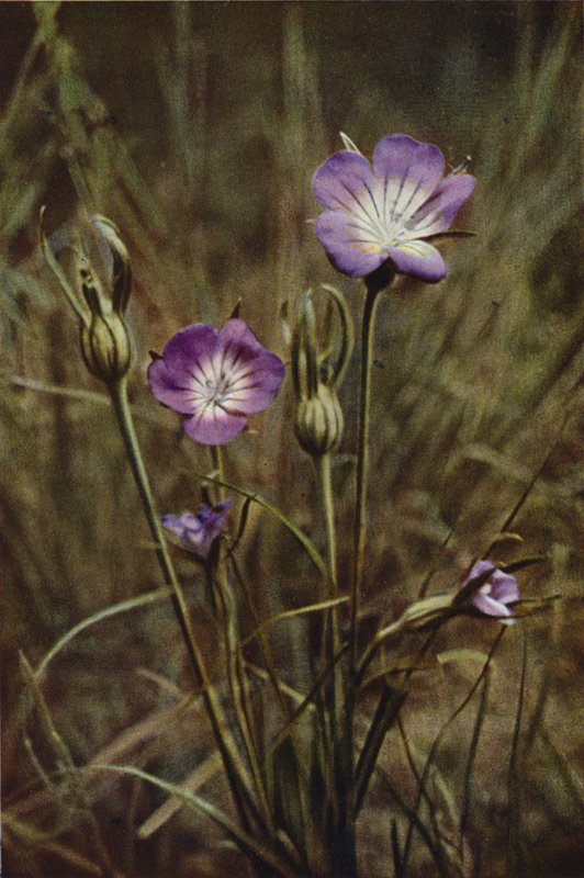 Flores silvestres: Corn-Cockle (foto colorida) de Charles Essenhigh Corke