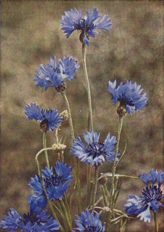 Flores silvestres: Cornflower (foto a cores) de Charles Essenhigh Corke