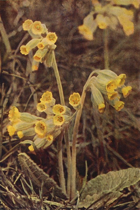 Flores silvestres: Cowslip (foto colorida) de Charles Essenhigh Corke