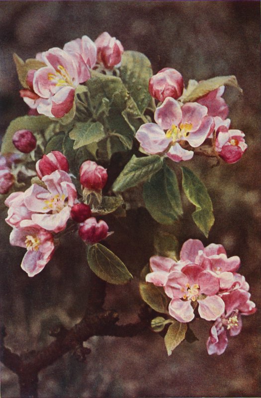 Flores silvestres: Crab-Apple (foto colorida) de Charles Essenhigh Corke