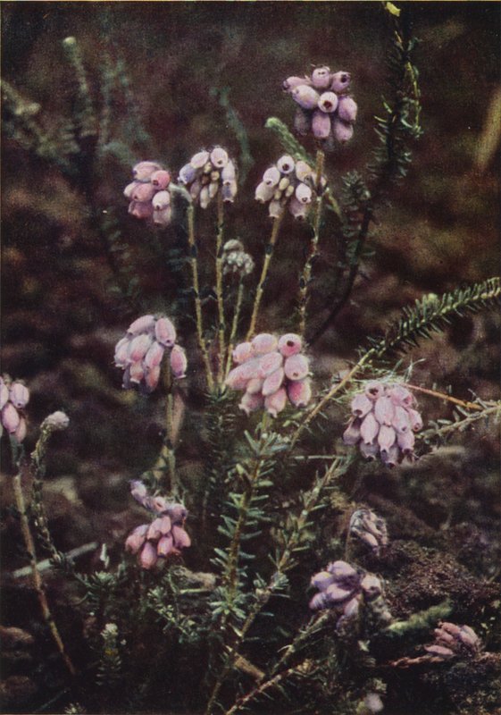 Flores silvestres: Urze de Cruzeiro (foto a cores) de Charles Essenhigh Corke