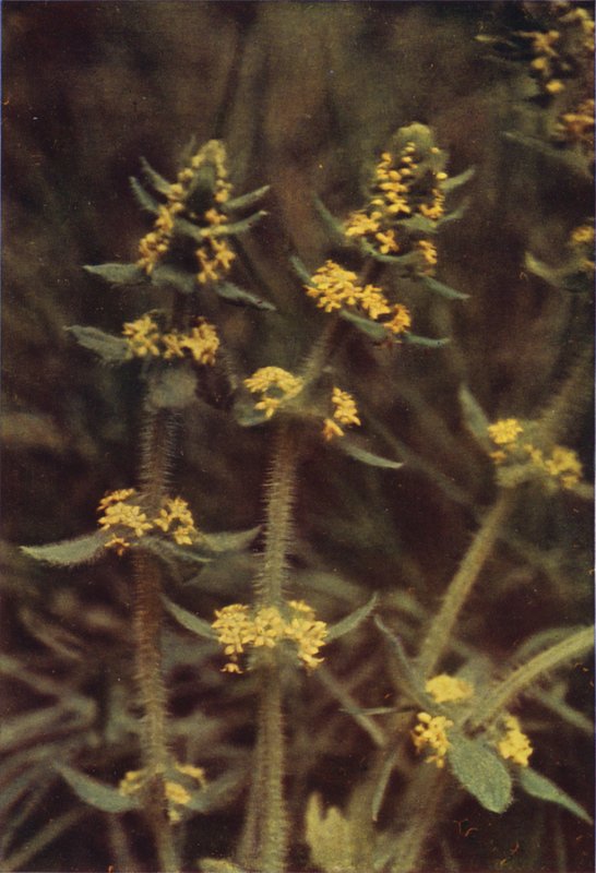 Flores silvestres: Cross-Wort (foto colorida) de Charles Essenhigh Corke