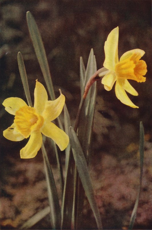 Flores silvestres: Narciso (foto colorida) de Charles Essenhigh Corke