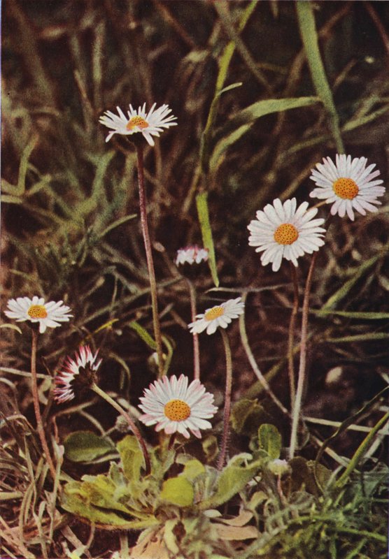 Flores silvestres: Margarida (foto a cores) de Charles Essenhigh Corke