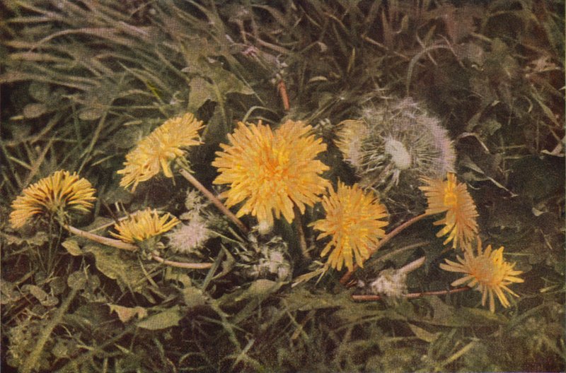 Flores silvestres: Dente-de-leão (foto colorida) de Charles Essenhigh Corke