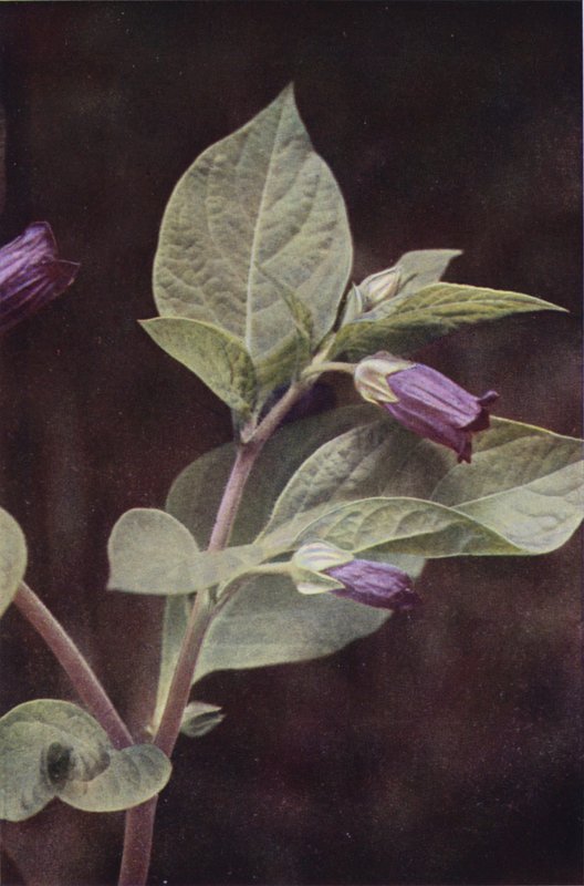 Flores silvestres: Nightshade Mortal (foto a cores) de Charles Essenhigh Corke