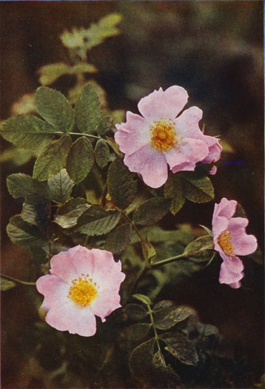 Flores silvestres: Dog Rose (foto colorida) de Charles Essenhigh Corke