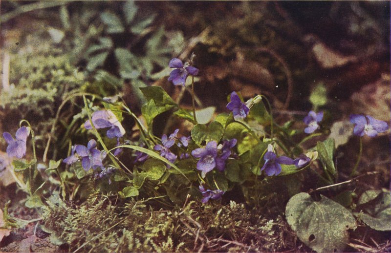 Flores silvestres: Dog Violet (foto colorida) de Charles Essenhigh Corke