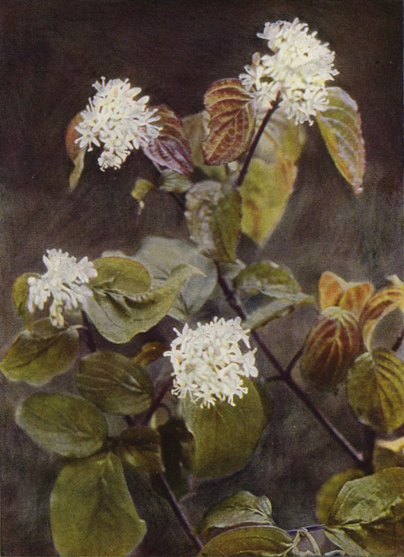 Flores silvestres: Madeira de cão (foto a cores) de Charles Essenhigh Corke