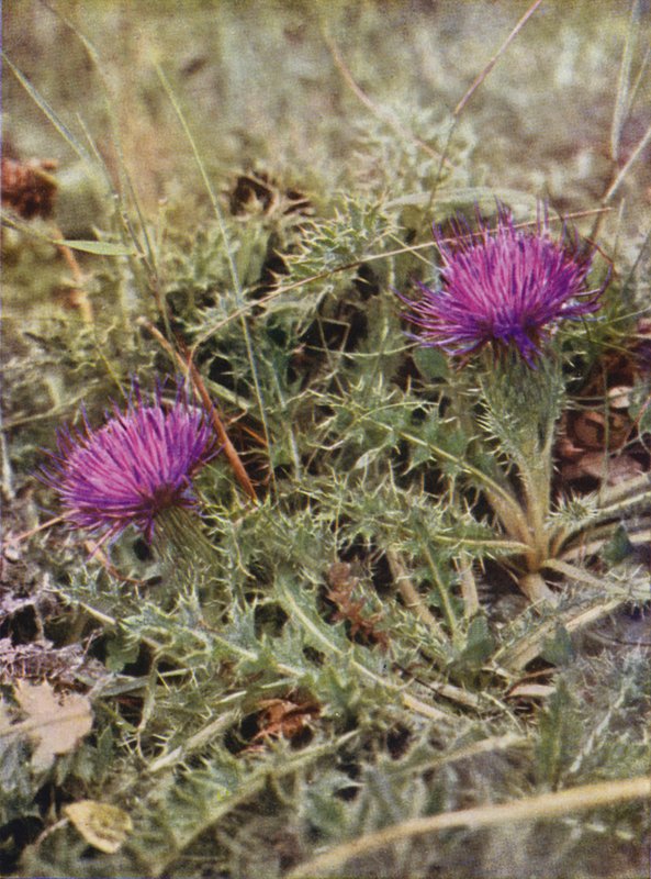 Flores silvestres: Cardo Anão (foto a cores) de Charles Essenhigh Corke