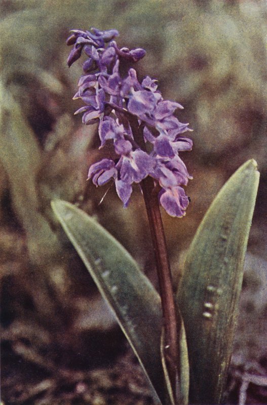 Flores silvestres: Early Purple Orchid (foto colorida) de Charles Essenhigh Corke