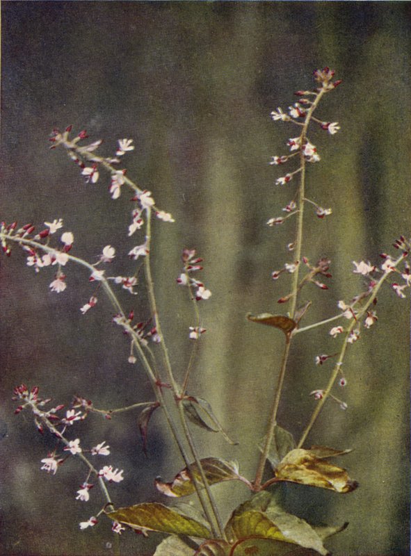 Flores silvestres: Encanter