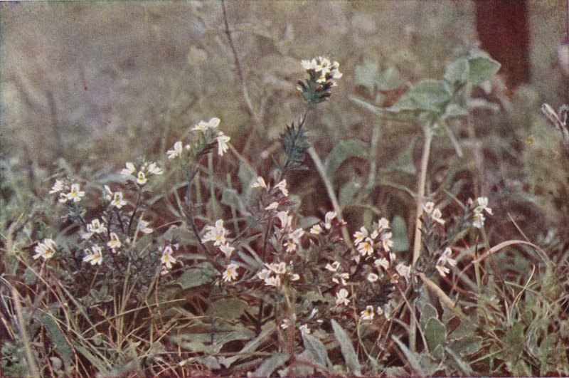 Flores silvestres: Eyebright (foto colorida) de Charles Essenhigh Corke