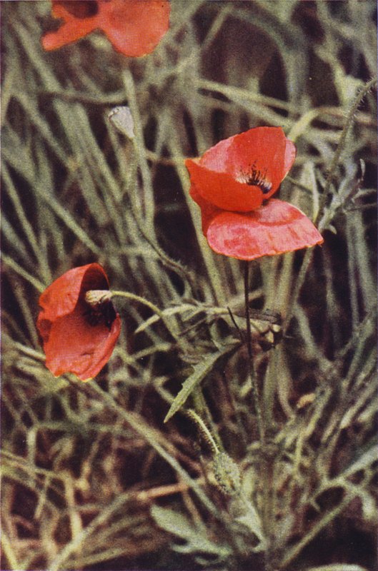 Flores silvestres: Field Poppy (foto colorida) de Charles Essenhigh Corke