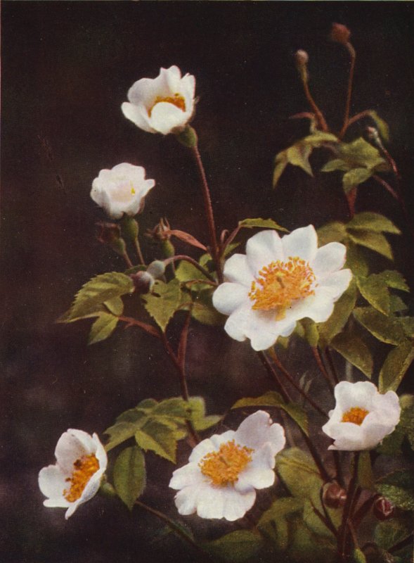 Flores silvestres: Rosas do campo (foto a cores) de Charles Essenhigh Corke
